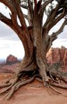Tree and Red Rocks from Schnebly Road, Sedona, AZ 