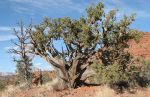Juniper Tree