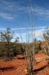 Coach Whip (Ocotillo) Cactus