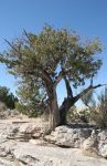 Juniper Tree