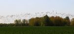 Flight of Thousands of Geese