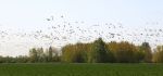 Flight of Thousands of Geese