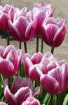 Purple Tulips