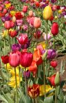 Field of Multi-colored Tulips