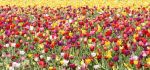 Field of Multi-colored Tulips
