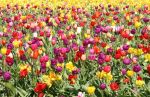 Field of Multi-colored Tulips