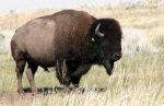Buffalo