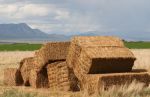Hay