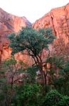 Temple Of Sinawava, Zion National Park, UT