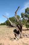 Dead Trees