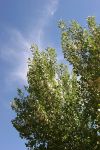 Cottonwood Tree in Bloom