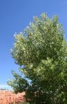 Cottonwood Tree in Bloom