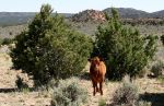 Calf standing between Pinyon Pines