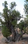 Twisted Old Juniper