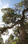Juniper Tree