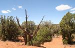 Juniper and Pinyon Pines in Utah