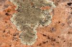 Moss or Lichen
