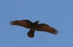 Condors