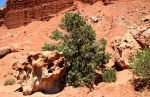 Rock Formation, Capitol Reef National Park