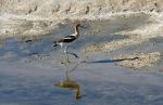 Shore Bird