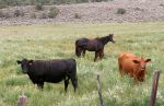Horses and Cows Grazing Together