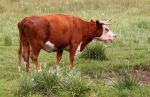 Don't Mess with this Steer