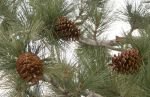 Pine Cones