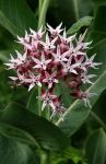 Pink and White Flower
