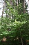 Dogwood Tree