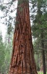Giant Redwoods in Mariposa Grove, Yosemite