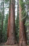 Giant Redwoods in Mariposa Grove, Yosemite