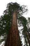Giant Redwoods in Mariposa Grove, Yosemite