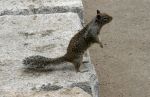 Squirrel on Wall