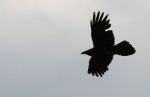 Raven in Flight