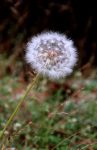 Large Dandelion