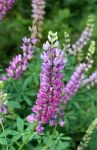 Purple Lupine