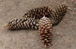 Pine Cones