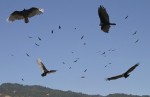 Flock of Vultures